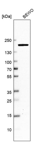 Dot1L Antibody in Western Blot (WB)