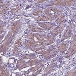 TOR2A Antibody in Immunohistochemistry (Paraffin) (IHC (P))