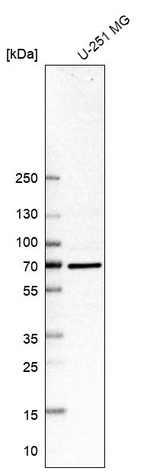 SMURF2 Antibody in Western Blot (WB)
