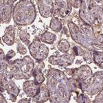 LIN7A Polyclonal Antibody