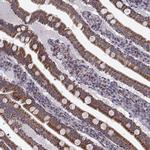 NECAB3 Antibody in Immunohistochemistry (Paraffin) (IHC (P))