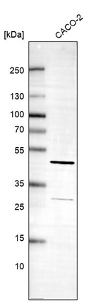 NECAB3 Antibody in Western Blot (WB)