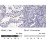 MROH7 Antibody