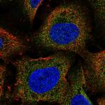 ARHGEF18 Polyclonal Antibody