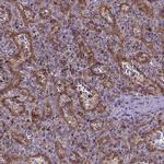 CASKIN2 Antibody in Immunohistochemistry (Paraffin) (IHC (P))