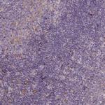 CASKIN2 Antibody in Immunohistochemistry (Paraffin) (IHC (P))