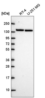 MYPT1 Antibody in Western Blot (WB)