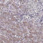 RIT2 Polyclonal Antibody