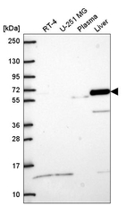 CRMP5 Antibody in Western Blot (WB)