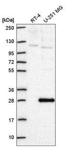 Neuroplastin Antibody in Western Blot (WB)