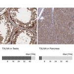 TXLNA Antibody
