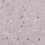 VGF Antibody in Immunohistochemistry (Paraffin) (IHC (P))