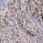 VGF Antibody in Immunohistochemistry (Paraffin) (IHC (P))