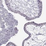 VGF Antibody in Immunohistochemistry (Paraffin) (IHC (P))