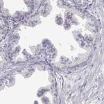 VGF Antibody in Immunohistochemistry (Paraffin) (IHC (P))
