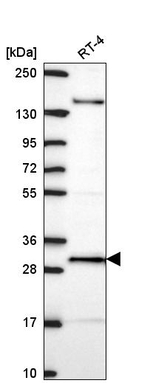 ORC6 Antibody in Western Blot (WB)