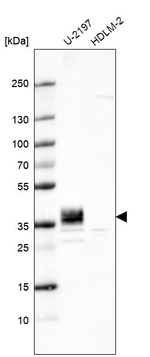 PPAP2B Antibody in Western Blot (WB)