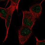 PPP1R17 Antibody in Immunocytochemistry (ICC/IF)