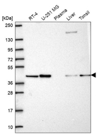 PGK2 Antibody in Western Blot (WB)