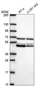 PAIP1 Antibody in Western Blot (WB)
