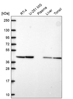 PGK2 Antibody in Western Blot (WB)