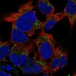 PCDHB15 Polyclonal Antibody