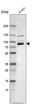 MARK2 Antibody in Western Blot (WB)