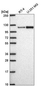 MTHFD1L Antibody in Western Blot (WB)