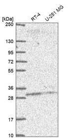PLEKHB2 Antibody in Western Blot (WB)