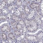 SLC16A8 Antibody in Immunohistochemistry (Paraffin) (IHC (P))