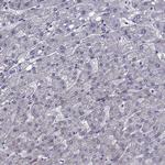 SLC16A8 Antibody in Immunohistochemistry (Paraffin) (IHC (P))
