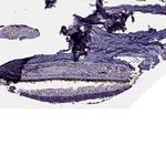 SLC16A8 Antibody in Immunohistochemistry (Paraffin) (IHC (P))