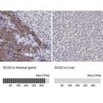 Chromogranin C Antibody
