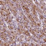 FGF11 Antibody in Immunohistochemistry (Paraffin) (IHC (P))