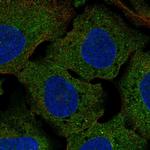 CLUL1 Antibody in Immunocytochemistry (ICC/IF)