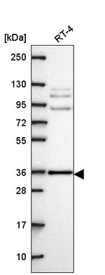 HAX1 Antibody in Western Blot (WB)