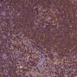 RhoF Antibody in Immunohistochemistry (Paraffin) (IHC (P))