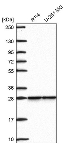 SNRPB2 Antibody in Western Blot (WB)