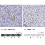 SLC30A8 Antibody