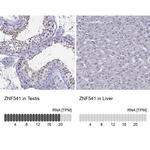 ZNF541 Antibody