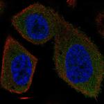 SYT16 Polyclonal Antibody