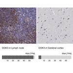 DOK3 Antibody