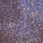 DOK3 Antibody in Immunohistochemistry (Paraffin) (IHC (P))