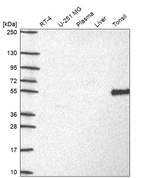 DOK3 Antibody in Western Blot (WB)