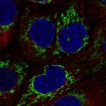 Cyclophilin F Polyclonal Antibody