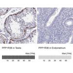 C14orf50 Antibody