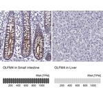 OLFM4 Antibody