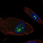 EFHB Antibody in Immunocytochemistry (ICC/IF)