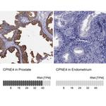 CPNE4 Antibody