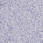 Kir4.1 (KCNJ10) Antibody in Immunohistochemistry (Paraffin) (IHC (P))
